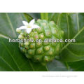 Hot Sale Noni Extract for keeping Healthy